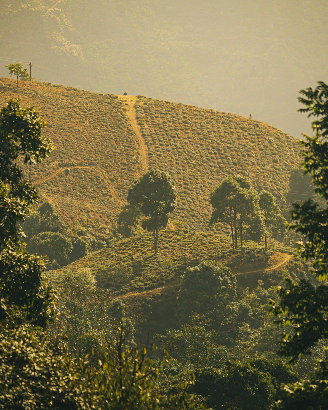 Meet Huila, Colombia